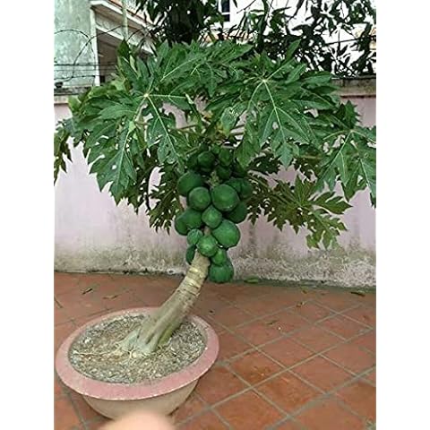 zumari 25pcs Japanese Pagoda Tree Seeds (Styphnolobium japonicum) Cover