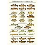 Warmwater Game Fish Poster, Identification Chart and Fishermen Guide