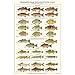 Warmwater Game Fish Poster, Identification Chart and Fishermen Guide