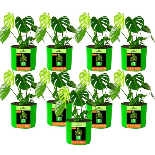 Image of Kingwell Plant Grow Bags 6x6 inch pack of 9, Bags for Plants Gardening Home, Grow Bags for Terrace Gardening