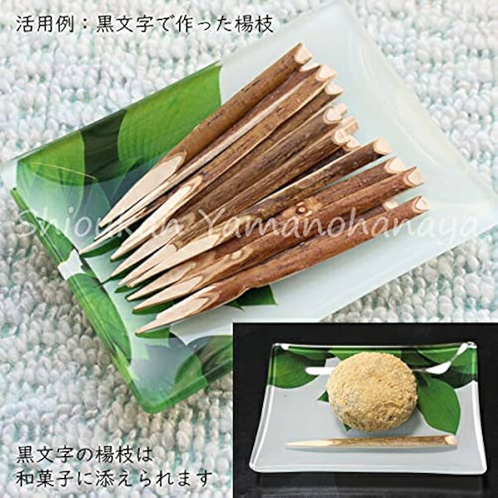 山採りクロモジ苗木 和ハーブ 香り◎ 約140cm 2 クロモジ 苗木 販売 トオヤマグリーン