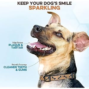 Brutus  Barnaby Bully Stick Bites  Grass Fed Low Odor Bully Stick Bites All Pure and Grain Free 1lb  Cucciolini Doodles Brutus  barnaby bully stick bites  grass fed low odor bully stick bites  all pure and grain free 1lb   cucciolini doodles