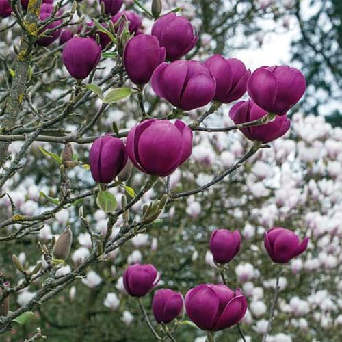 Chuxay Garden Purple Black Magnolia Liliiflora Seed, Magnolia 'Black Tulip' 10 Seeds Woody Orchid Small Tree Ornamental Hybrid Deciduous Shrub Great For Garden #TOP4