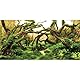 MIRRORANG 61x41cm Aquarium Hintergrund Zweige Aquarium Hintergrund Wasserpflanze Flussbett & See Aquarium Hintergrund Vinyl Hintergrund