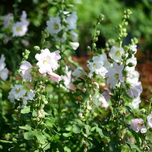 semi di malvarosa perenne resistente, malvarosa, rampicanti, biologici selvatici da balcone, recisi da giardino roccioso resistenti, 450pcs