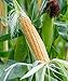 Burpee Golden Bantam Sweet Corn Seeds 200 seeds