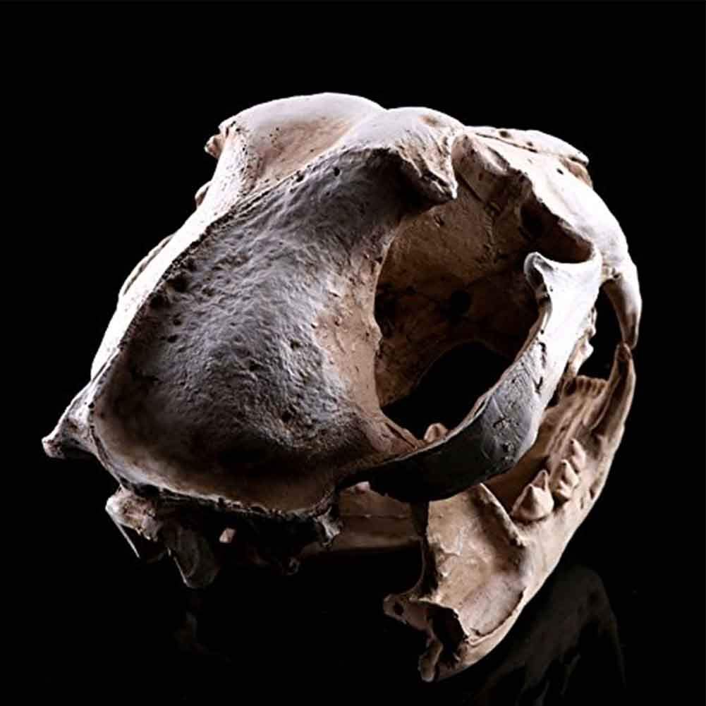 Modello di Ossa finte di Teschio di Cane - Modelli anatomici Animali Forniture educative, Modello didattico per visualizzazione di studi veterinari - Strumento didattico Ornamento per la casa per l