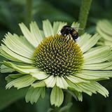 Blumixx Stauden Echinacea purpurea 'Green Jewel'® - Grüner Sonnenhut hellgrün