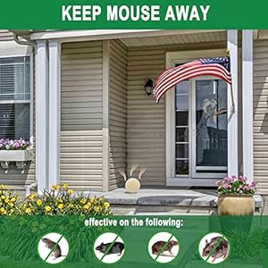 Mice-Repellent-Rodent-Repellent-OutdoorIndoor-Rat-Repellent-Balls-Mouse-Repellent-Peppermint-for-House-Peppermint-to-Repel-Mice-and-Rats-RV-Rat-Repellent-Keep-Mice-Away-8Pcs - Cucciolini Doodles   Mice-Repellent-Rodent-Repellent-OutdoorIndoor-Rat-Repellent-Balls-Mouse-Repellent-Peppermint-for-House-Peppermint-to-Repel-Mice-and-Rats-RV-Rat-Repellent-Keep-Mice-Away-8Pcs