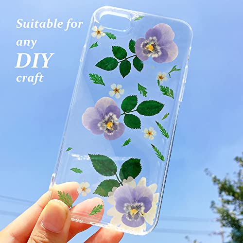 Flores secas de pensamiento morado natural para resina 60 pcs miniatura 5