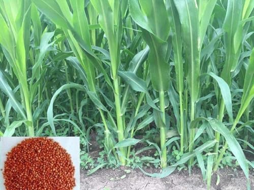 Image of Iagrifarm Sorghum Sudan Grass Fodder Seeds - 2 Kg - Multi Cut Fodder Seeds For Fodder Cultivation