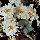 Blumixx Stauden Anemone Japonica-Hybr. 'Wirbelwind' - Herbstanemone im 0,5 Liter Topf weiß blühend