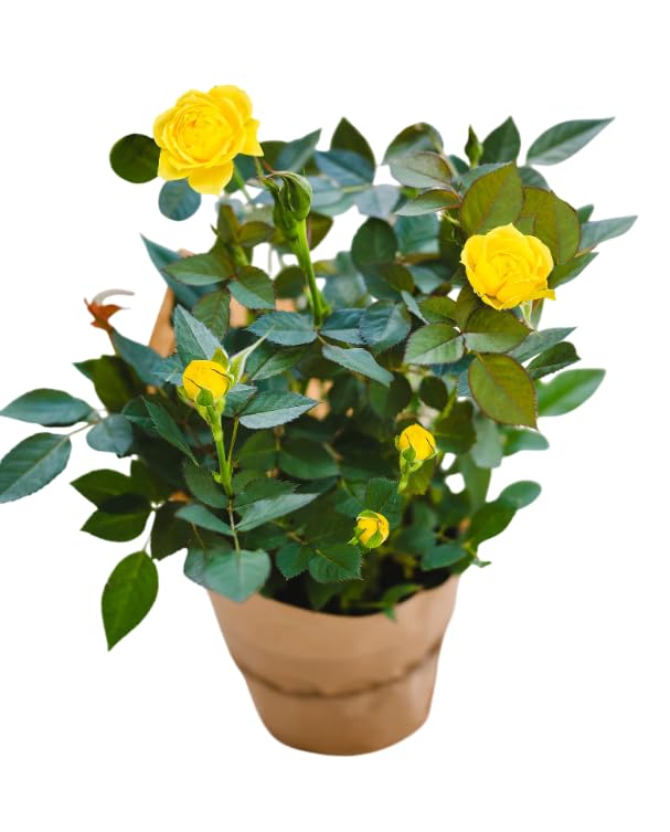 Moc Nursery Live Mini Rose Bush