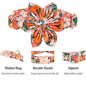 Lionheart Glory Dog Collar Dog Collar with Flower Cute Floral Pattern Pet Collar Adjustable Dog Collar for Medium Dogs  Cucciolini Doodles Lionheart glory dog collar dog collar with flower cute floral pattern pet collar adjustable dog collar for medium dogs   cucciolini doodles