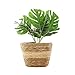 Cesto Piante Corda Intrecciata, Cesto Intrecciato Piante, Cesto Piante Intrecciate Naturale, Cesto Piante Rattan, Decorazioni Interni Fiori Cesto, per Soggiorno, Camera Letto, Ufficio