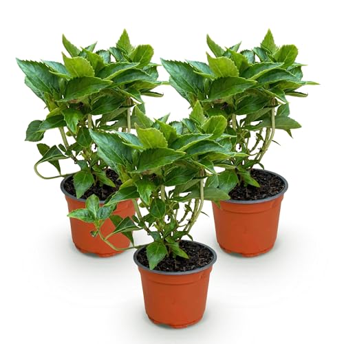 Green boutiQ - Plante de jardin - Hydrangea macrophylla Rose - Hortensia - Résistante à l'hiver - Rose - 3 Plantes - Pot 12cm - Hauteur 20-30cm