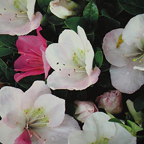 Amazon | さつき 苗 【一生の春 (いっしょうのはる)】 4号ポット苗 Amazon | さつき 苗 【一生の春 (いっしょうのはる)】 4号ポット苗