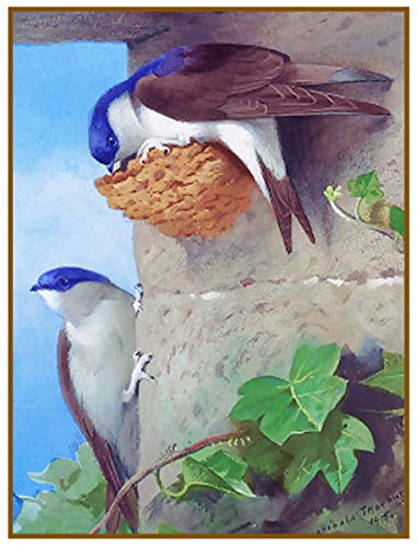 Orenco Originals House Martins Nest Eaves by Thorburn Bird Counted Cross Stitch Pattern