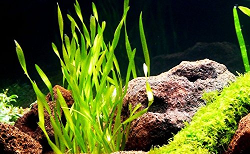 Mainam Vallisneria Americana Asiatica Live Aquarium Plants For Background Freshwater Tank Decorations 3 Days Live Guaranteed #TOP2