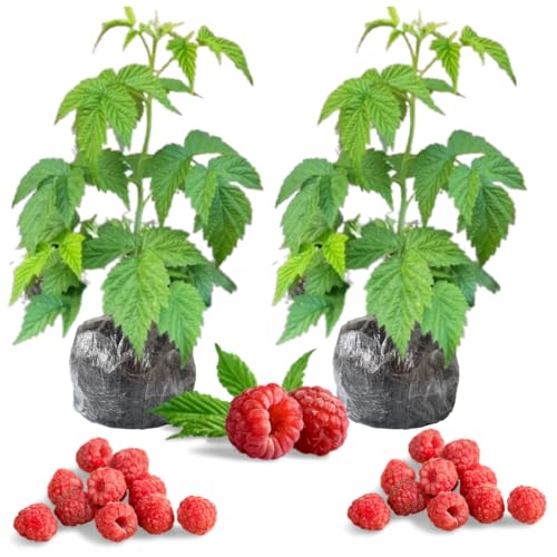 2 Raspberry Plants Live for Planting Outdoor Raspberry Bushes Live Plant 5-10 Inches Height Edible Berries Plant Ever Bearing Raspberry Tree Plant (Caroline Red Raspberry)
