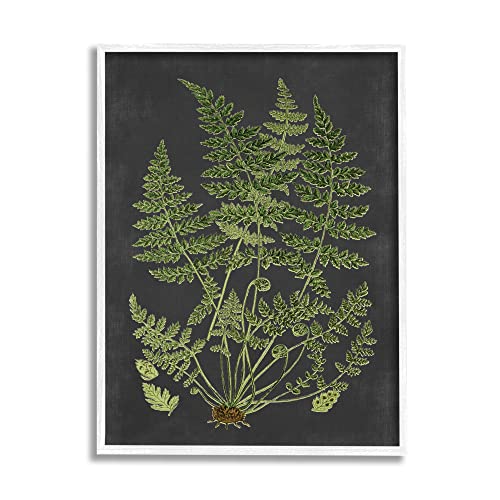 Scientific Botanical Fern Drawing, 24 x 30 Inch Framed Giclée Print