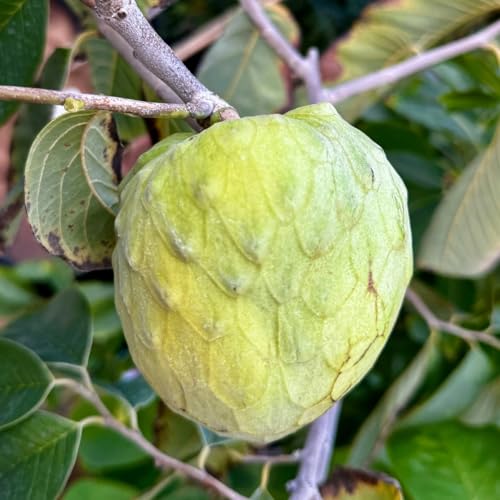 Cherimoya Tree Live Plant, 2-3 Feet Tall in One Gallon Pot, Tropical Annona Fruit Tree for Outdoor or Container Planting