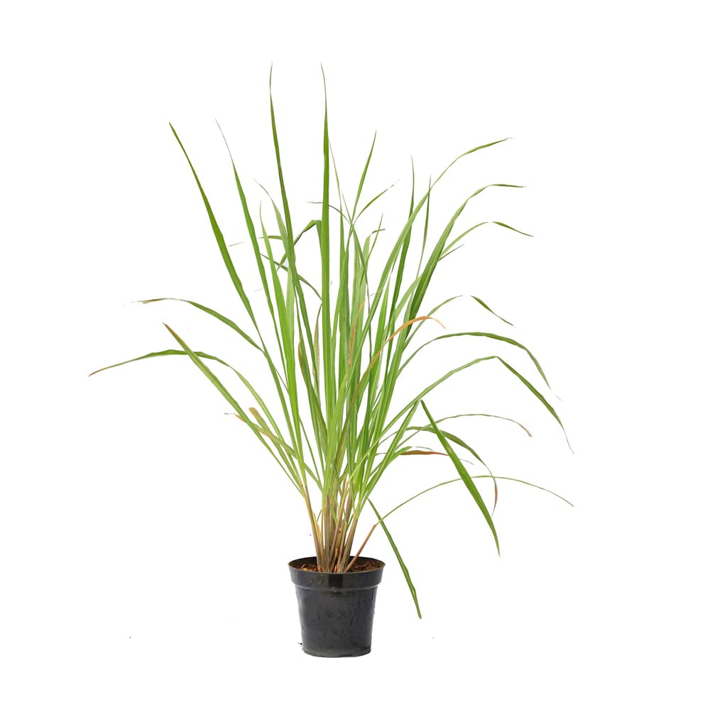 Delorea Lemon Grass Citronella Grass Herb Anti Cancer Medicinal Plant With Pot (B0972PX5XZ) Amazon Price History, Amazon Price Tracker