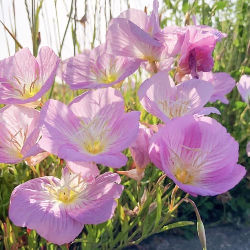 昼咲き月見草 ヒルサキツキミソウ 種 200粒のサムネイル