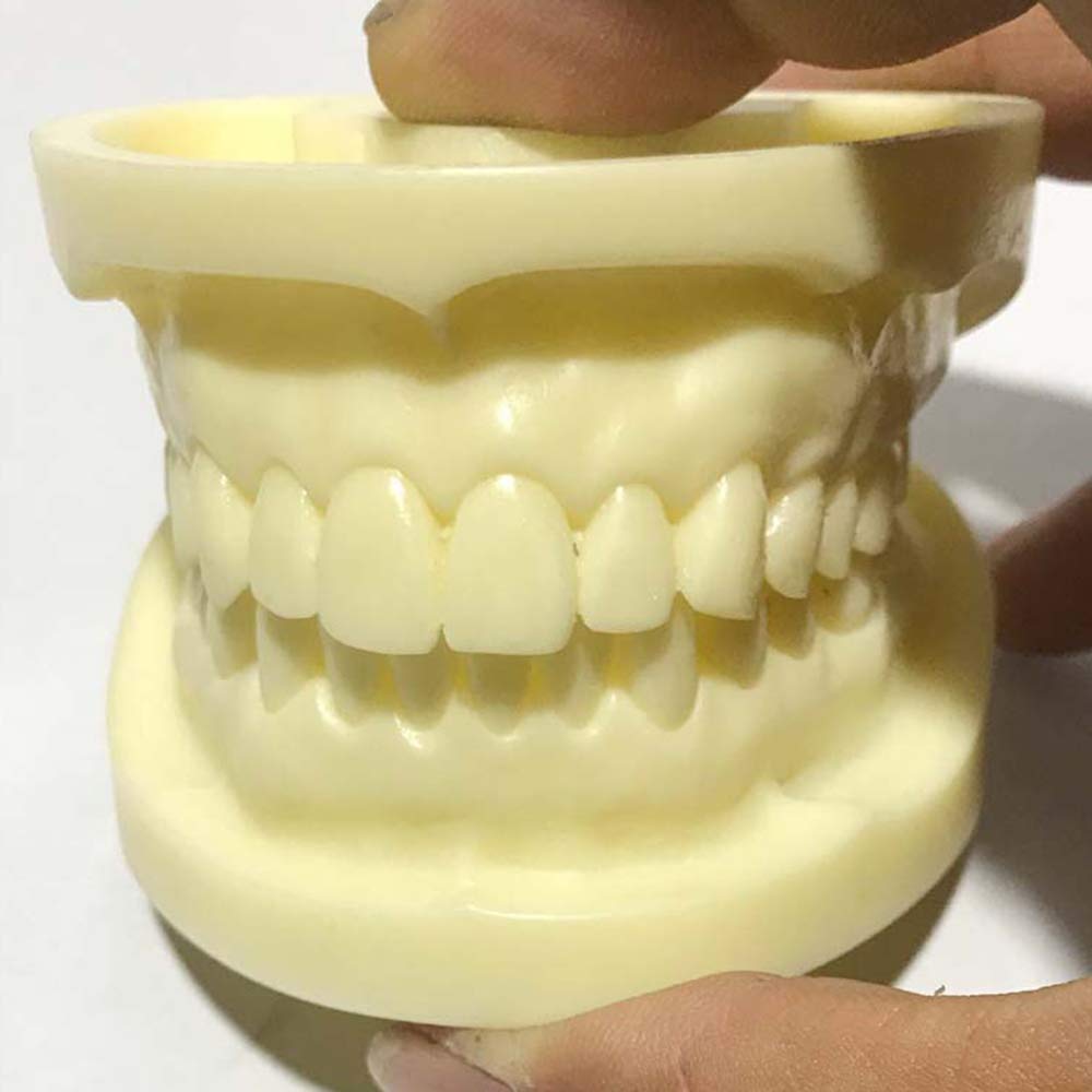 Sjdopulse White Oral Cavity Model Steel Jade Teeth Model - Dental Teeth Model - Resin Denture Teeth Studying Model Standard Demonstration Tool For Education