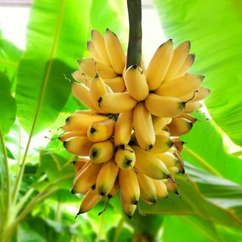 Mphmi Seedless Plant Indoor Plants Yelakki (Elaichi) Banana Plant - Elaichi Kela Plant (B0CVVQ2G7R) Amazon Price History, Amazon Price Tracker
