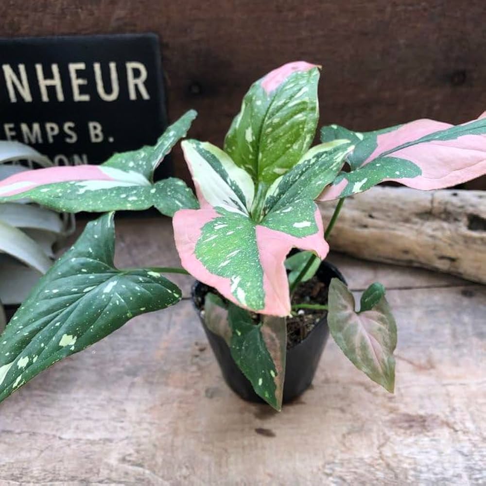 Amazon｜シンゴニウム トリカラー 希少 レッドスポット 観葉植物｜観葉