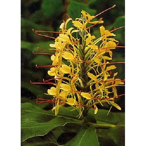 TROPICA - Kahili Ginger (Hedychium gardnerianum) - 10 Seeds - Tropical Magic Cover