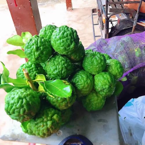 Semillas de lima kaffir - Plantas de balcón resistentes árboles frutales columnares semillas de plantación de jardín interior Semillas exóticas de árboles frutales decoración del 35pcs