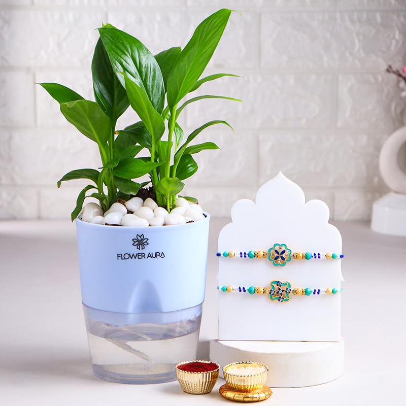 Floweraura Premium Handcrafted Set Of 2 Royal Blue Rakhi With Peace Lily Plant In Self Watering Pot Include Roli Chawal Set - Rakhi Gift Hamper For Brother, Bhai, Kids, Bhaiya, Cousins-image-32