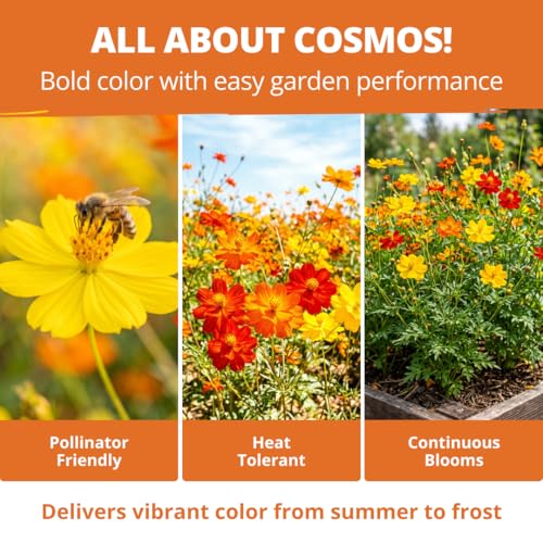 Image of HOME GROWN Cosmos Bright Lights Mix Seeds - 2500 Cosmos Sulphureus for Planting Spring 2026, Refined Wildflower Herb Seed Mix, Easy Grow Outdoor Flower Seeds for Gardens