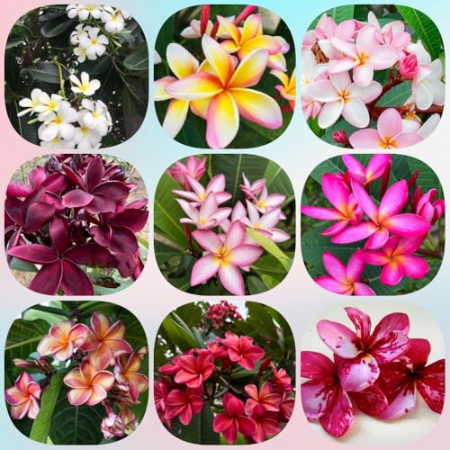Semi di frangipane, semi di plumeria, regali per giardinieri regali per gli amanti del giardino e perenni baumsamen di semi di giardino 180pcs