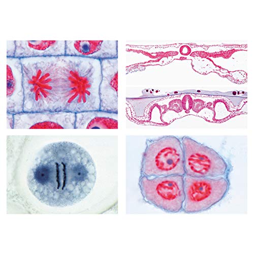 Image of 3B Scientific GmbH W13304F Series V. Genetics Reprod.
