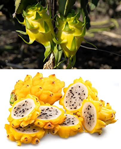 Image of 3 COMBO DRAGON FRUIT PLANT 1 RED 1 WHITE 1YELLOW HYBRID ORGANIC OUTDOOR LIVE FRUIT TREE