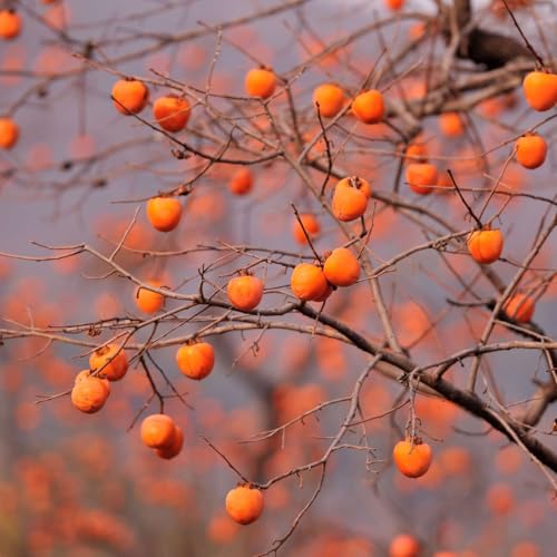 Hybrid Persimmons with Darren Bender-Beauregard Podcast Por  arte de portada