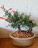 Indoorbonsaiexotics Dwarf Pomegranate Beginner Bonsai Tree (Indoors)