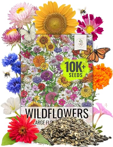 Seed Needs 2 Ounce Large Blooms Mix Hummingbird and Butterfly Garden Wildflower Flower Seeds for Planting | 7 Varieties Open Pollinated | Resealable Package Live Wild Flower Seed | Bulk