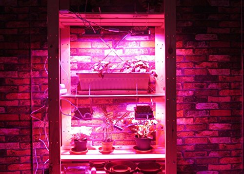 Image of ACKE LED Grow Lights Full Spectrum,Plant Lights，Growing Lamps 12W for Indoor Plants,Hydropoincs