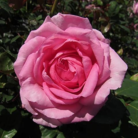 Mum in A Million - 5.5lt Potted Hybrid Tea Garden Rose Bush - Highly Fragrant Pink. Perfect Mum Gift or Mothers Day Rose Cover