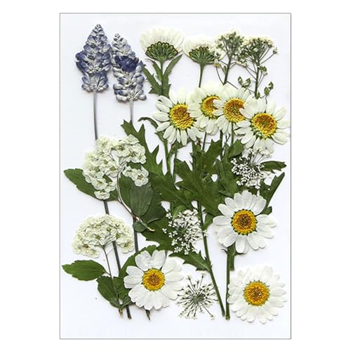 Flores Secas Prensadas para Resina y Manualidades 22 Piezas miniatura 1