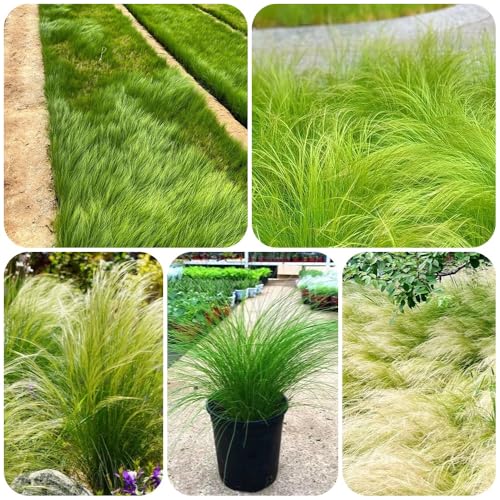 Semillas perennes resistentes al invierno de hierba de plumas, Plantas de balcón resistentes Stipa tenuissima - Las plantas de jardín son plantas perennes resistentes. plantas en 200pcs