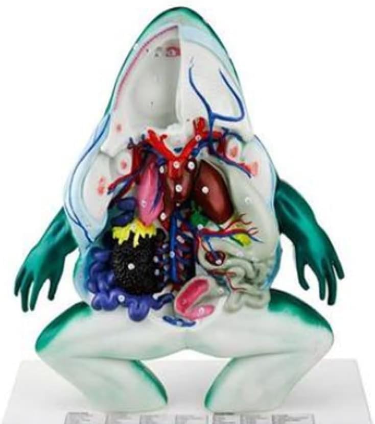 Modèle d'anatomie de grenouille pour éviter les dissections en classe - 4