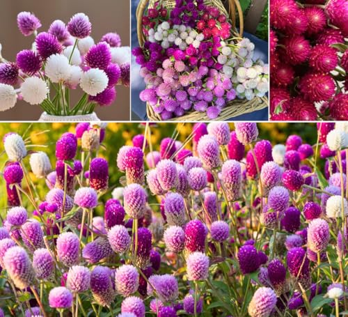 100pcs Globe Amaranth Gomphrena Globosa Seeds Mixed Colors Amaranthus Flower Bachelor Button Heirloom