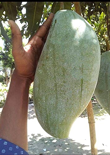 M-Technologies Rare Exotic Bruin King Mango Fruit 1 Healthy Grafted Live Plant