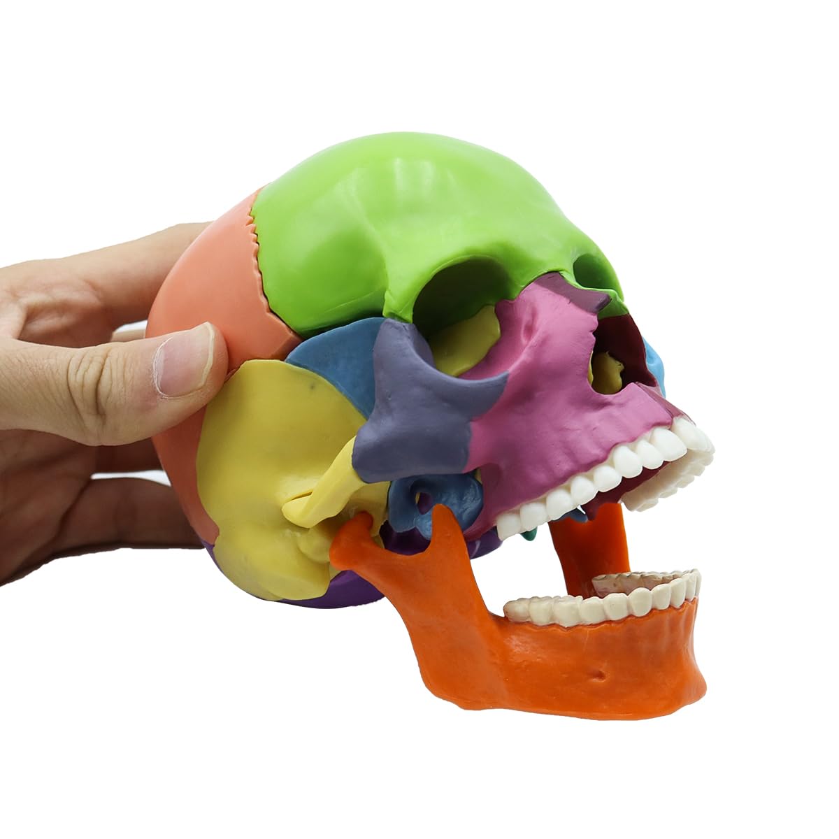 Modello di Teschio Umano Colorato Rimovibile, Modello di Cranio Scheletro a Grandezza Naturale Include 15 Pezzi, Modello di Anatomia del Cranio Medico per Apprendimento