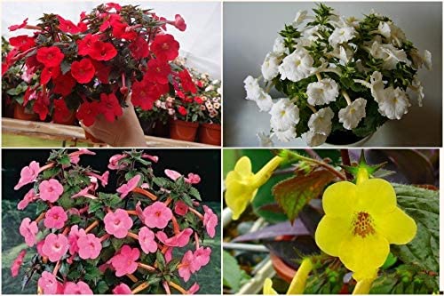Achimenes Flower Bulbs Pack of 2 bulbs By Zabbus Multi-colours 1